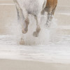 White Horses