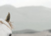 White Horses
