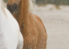 White Horses