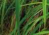 Jungle Trail