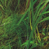 Jungle Trail