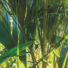 Jungle Trail