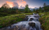 Wild Paradise