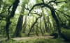 Ancient Green 
