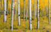 Orange Forest