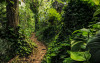 Path of Dreams