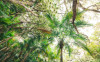 Touch the Jungle 