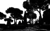 Pine Trees black-white