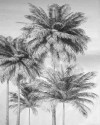 Cocco