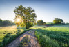 Meadow Trail