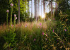 Summer Glade