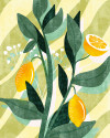 Lemon Fresh