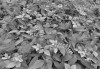 Forest Floor