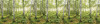 Birch Trees