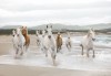 White Horses