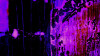Bubbles Ascending darkblu-pinke
