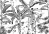 Croissances Monochrome