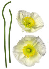 Pavot Blanc