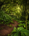 The Path