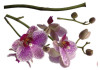 Orchidee