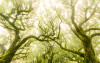 Green Fire