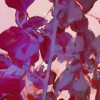 Mauve Sauvage