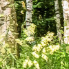 Forêt de Bouleaux
