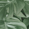 Novel Monstera