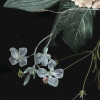 Enchanted Flowers
