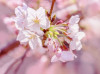 Pink Blossom