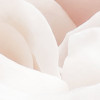Floral Pur