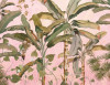 Plantation