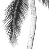 Retro Palm