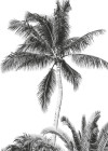 Retro Palm