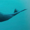 Artsy Humpback Whale