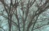 Whispering Woods