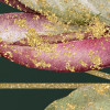 Golden Growth