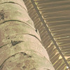 Palms Panorama