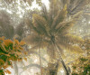 Palms Panorama