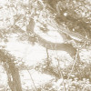 Bleached Birch