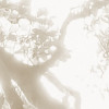 Bleached Birch
