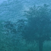 Deep in the Jungle