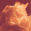 Evoke
