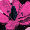 Pink Fusion