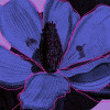 Purple Fusion