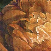 Cultivé