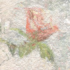 Wall Roses