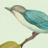 Oiseaux du Paradis