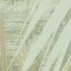 Palm Fronds