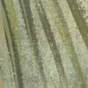 Palm Fronds
